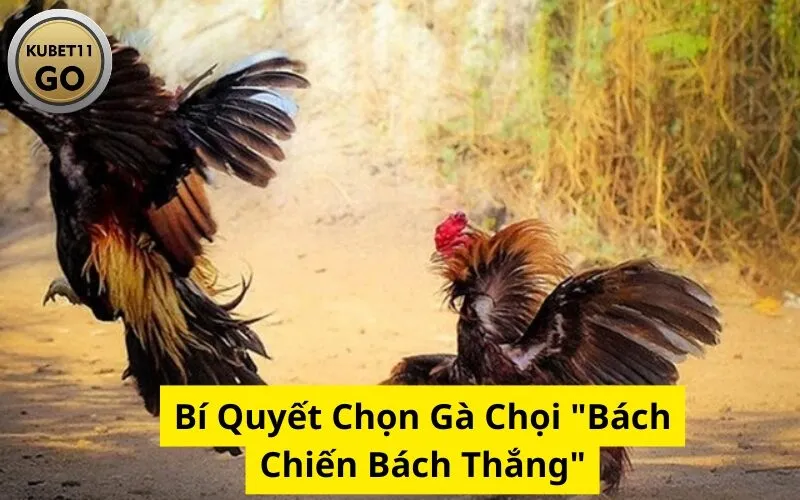 Bí Quyết Chọn Gà Chọi "Bách Chiến Bách Thắng"