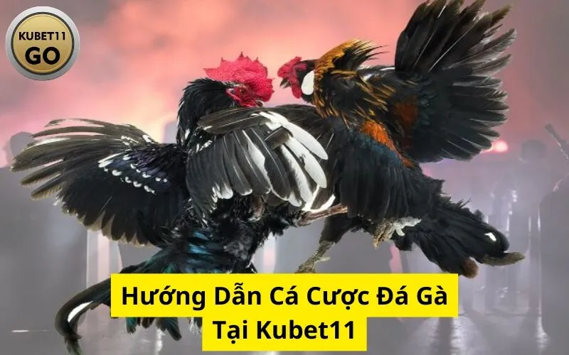 Hướng Dẫn Cá Cược Đá Gà Tại Kubet11