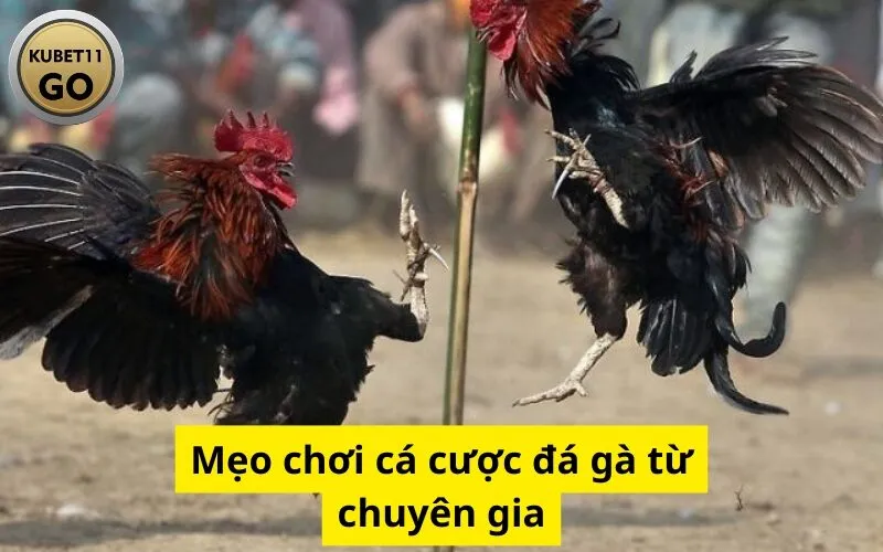 Mẹo chơi cá cược đá gà từ chuyên gia