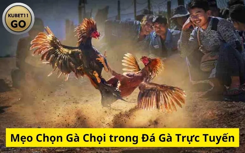 Mẹo Chọn Gà Chọi trong Đá Gà Trực Tuyến