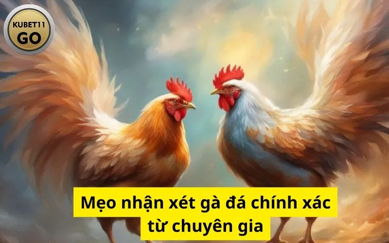 Mẹo nhận xét gà đá chính xác từ chuyên gia