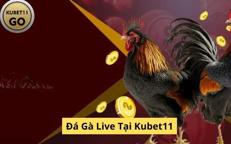 Đá Gà Live Tại Kubet11