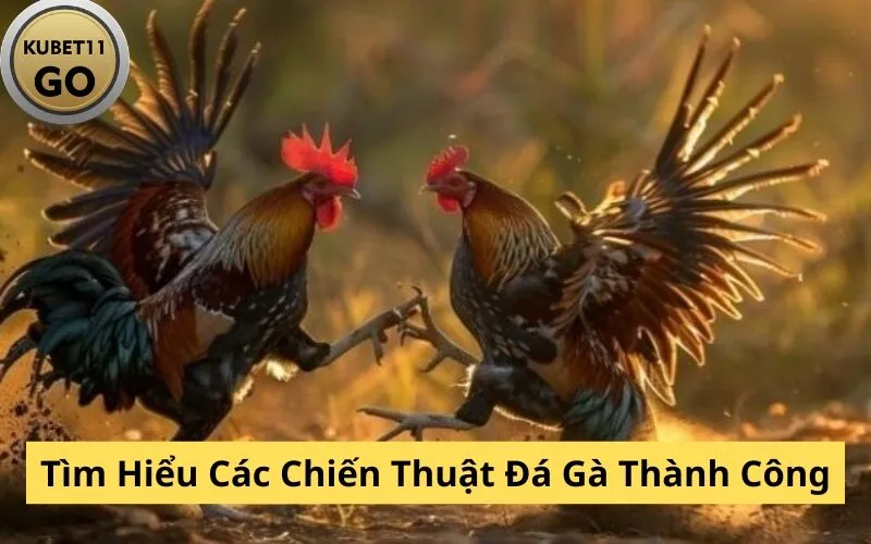 Tìm Hiểu Các Chiến Thuật Đá Gà Thành Công