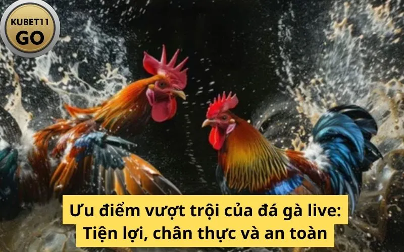 Ưu điểm vượt trội của đá gà live: Tiện lợi, chân thực và an toàn