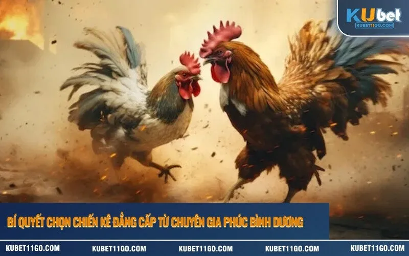 Bí quyết chọn chiến kê đẳng cấp từ chuyên gia Phúc Bình Dương