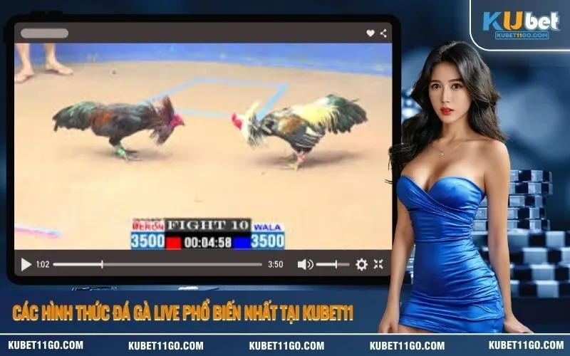 Các hình thức đá gà live phổ biến nhất tại Kubet11