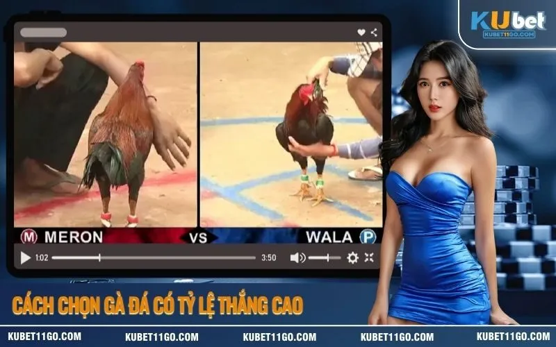 Cách Chọn Gà Đá Có Tỷ Lệ Thắng Cao