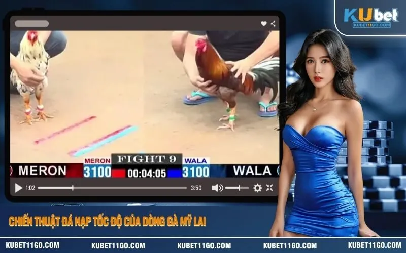 Chiến thuật đá nạp tốc độ của dòng gà Mỹ lai