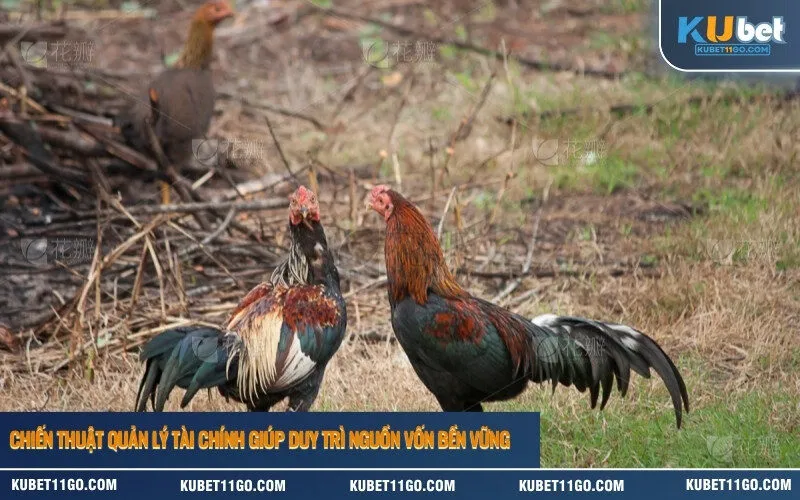 Chiến thuật quản lý tài chính giúp duy trì nguồn vốn bền vững 