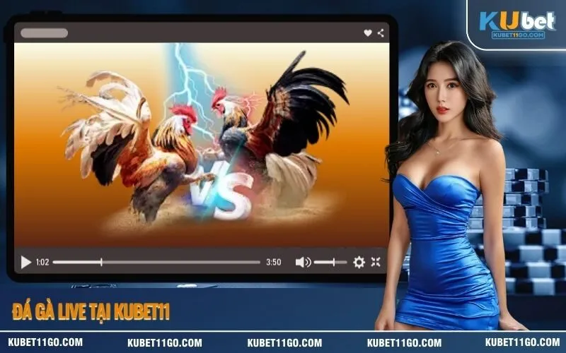 Đá Gà Live Tại Kubet11