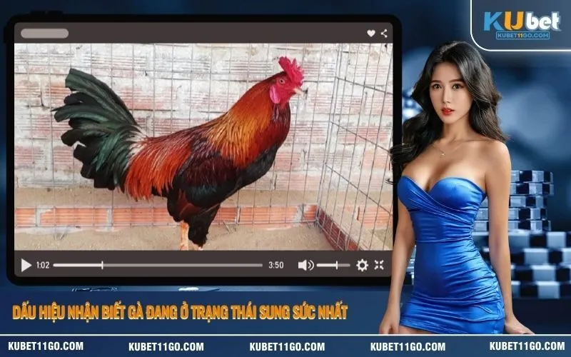 Dấu hiệu nhận biết gà đang ở trạng thái sung sức nhất