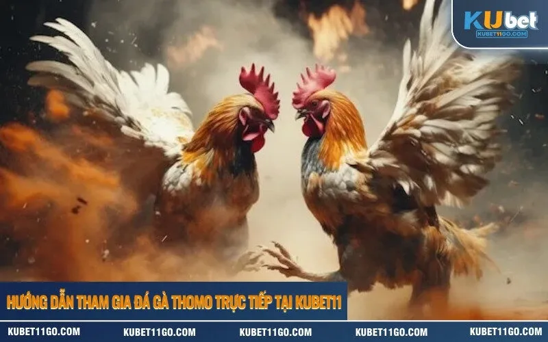 Hướng dẫn tham gia đá gà Thomo trực tiếp tại Kubet11