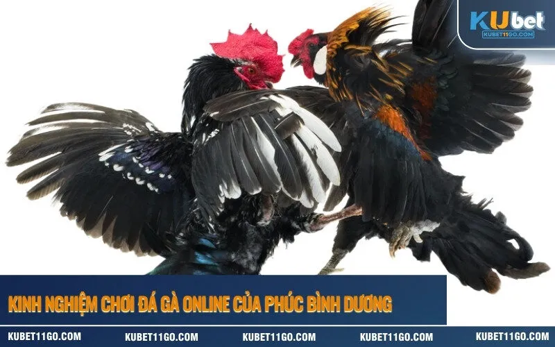 Kinh Nghiệm Chơi Đá Gà Online Của Phúc Bình Dương
