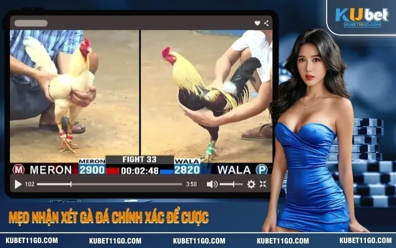 Mẹo Nhận Xét Gà Đá Chính Xác Để Cược