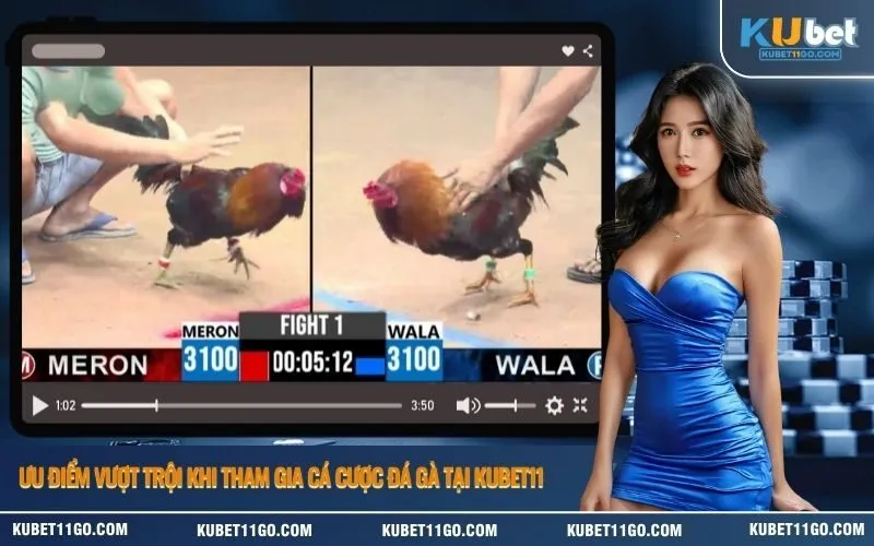 Ưu điểm vượt trội khi tham gia cá cược đá gà tại Kubet11